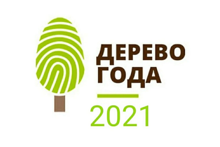 Ленинградская область – участник конкурса «Российское дерево года 2021!»